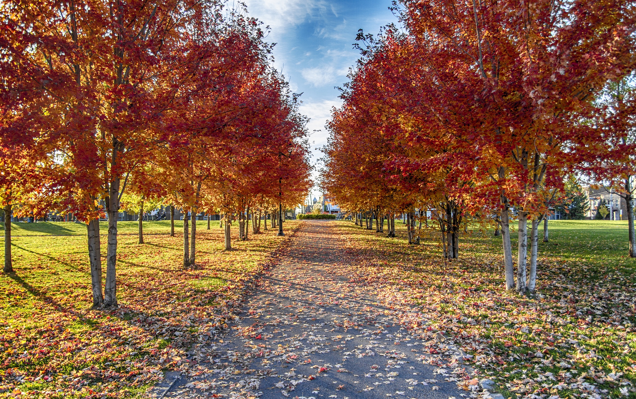 加拿大篮球联赛季后赛，多伦多枫叶队击败蒙特利尔艺术家队晋级